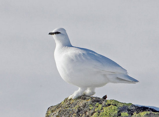 Pernice Bianca - Lagopus muta